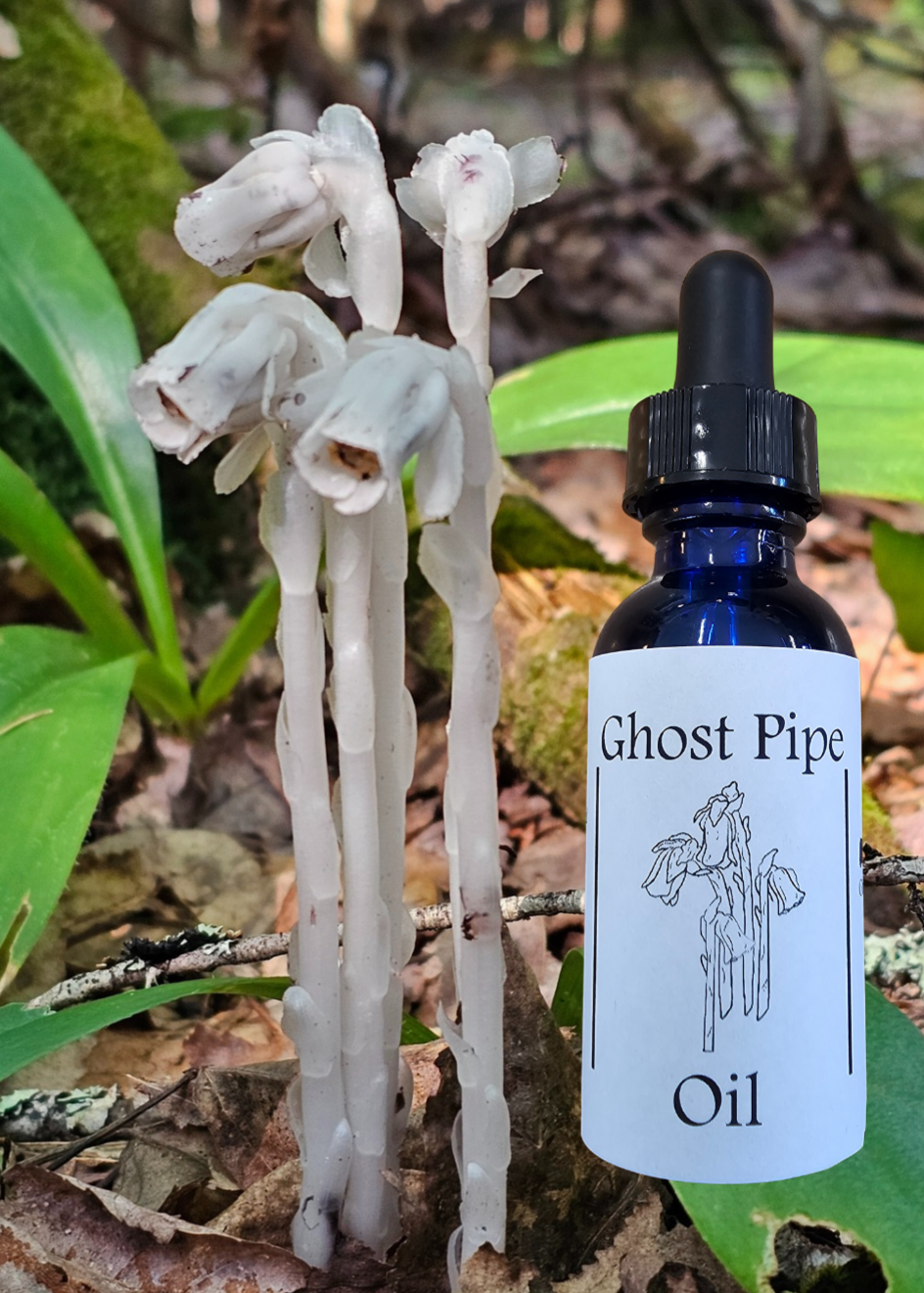 Ghost Pipe Oil