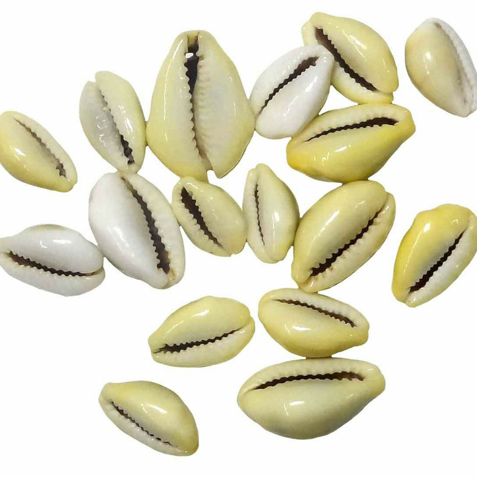 Cowrie Shells | Mystic Moons Books & Brews