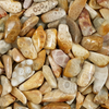 Agatized Coral