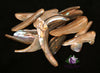 Abalone Shell