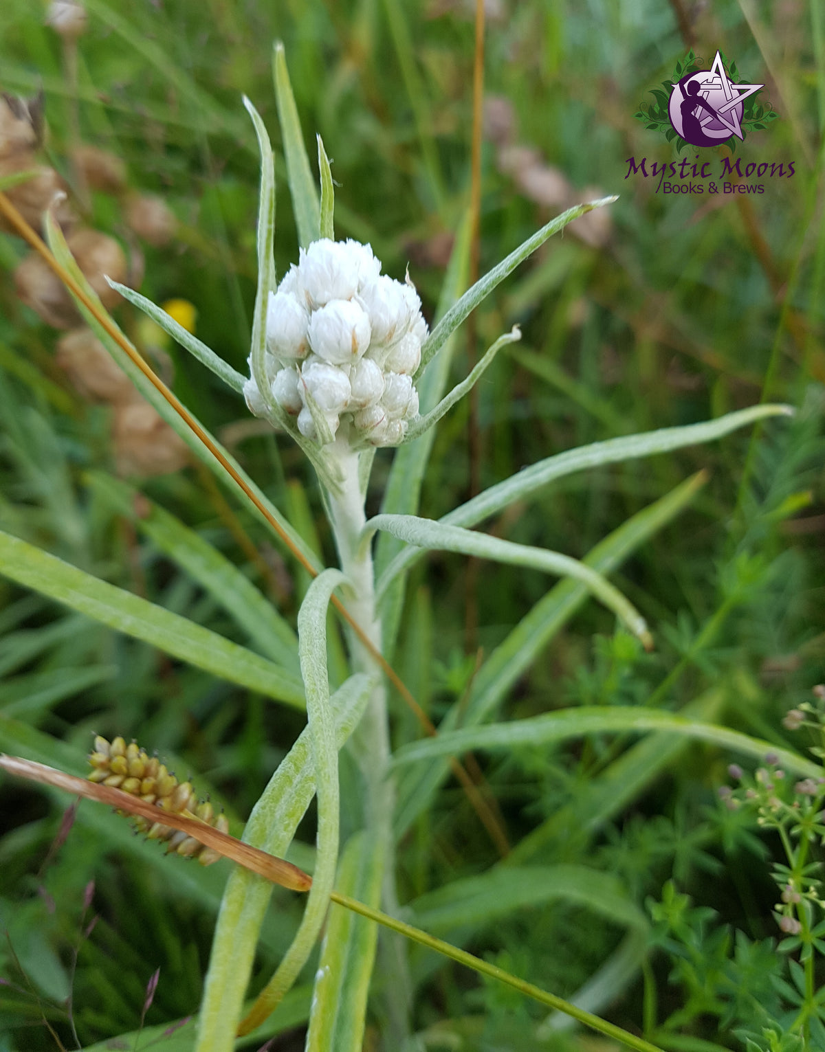 Pearly Everlasting .25oz.