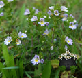 EyeBright 1/4 oz.