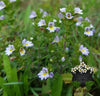 EyeBright 1/4 oz.