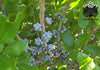 Bayberries 1/2 oz.
