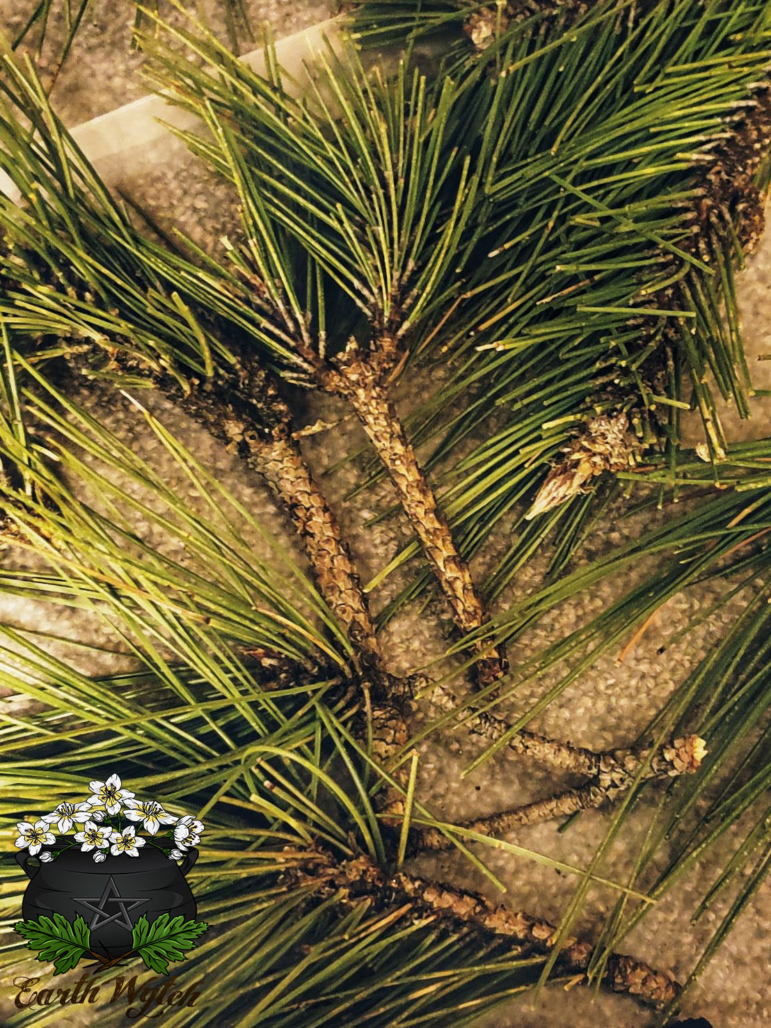 Red Pine Needles 1/2oz.