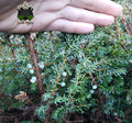 Juniper Needle