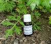 Mugwort Herbal Oil