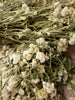 Pearly Everlasting .25oz.