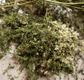 Local Yarrow 1/2 oz.