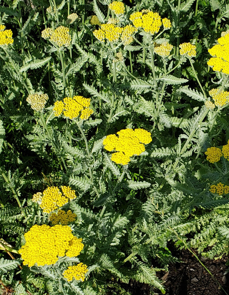 Local Yarrow 1/2 oz.