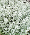 Sage Brush