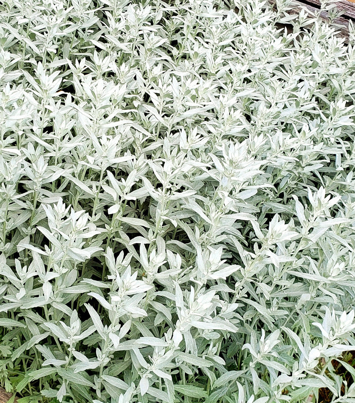 Sage Brush