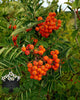 Rowan Berries 1 oz.