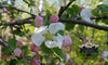 Apple Blossom