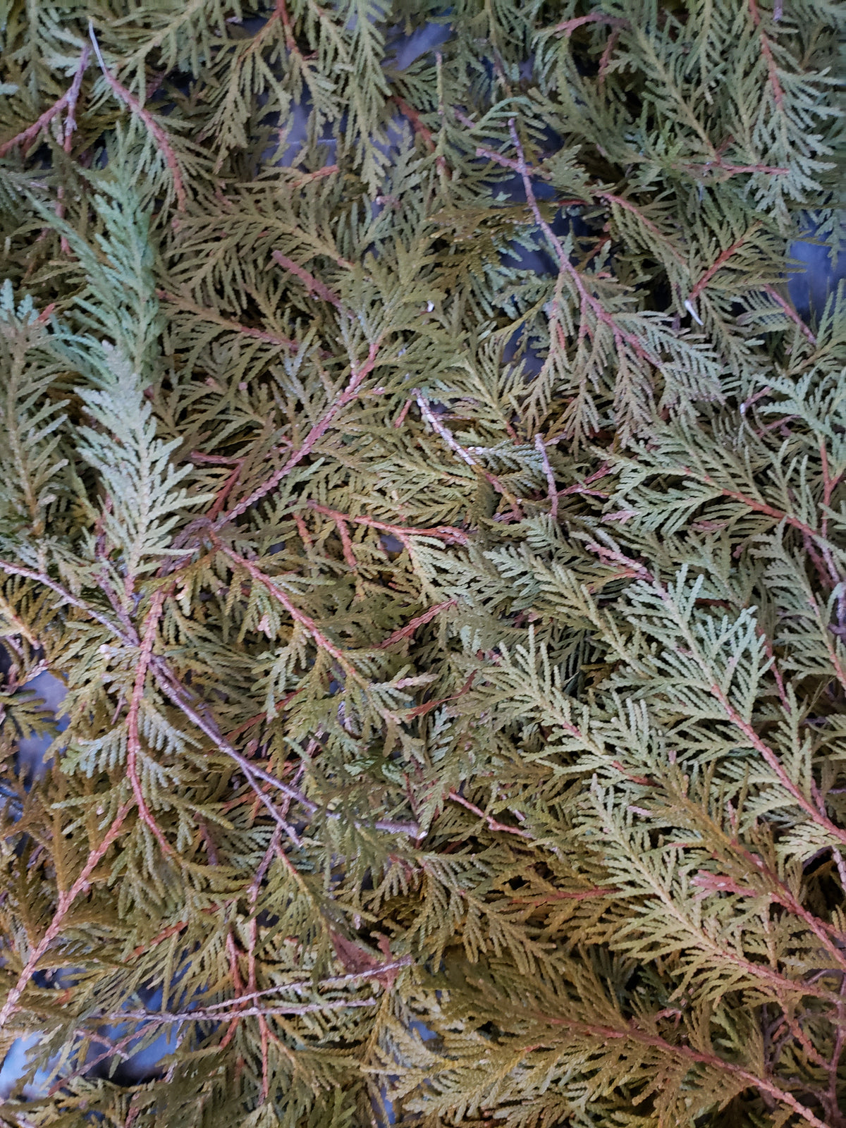 Cedar Hydrosol 4oz.