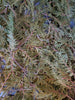 Cedar Hydrosol 4oz.