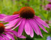 Echinacea 1/4 oz