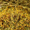 St. John's Wort 1/2 oz. Local