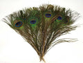 Peacock Feather