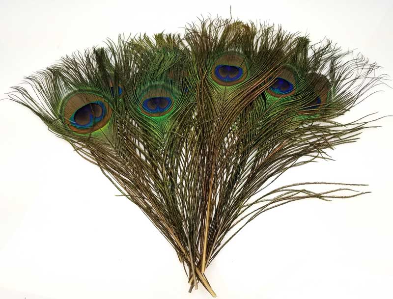 Peacock Feather