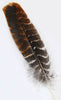 Turkey Feather