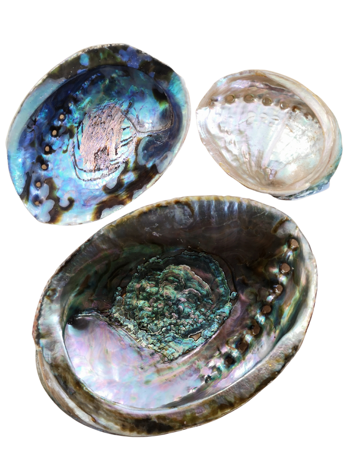 Abalone Shell