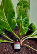 Mandrake Oil