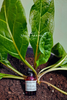 Mandrake Oil