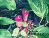 Hot Lips Candle