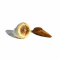 Adam & Eve Root