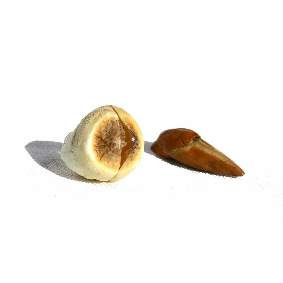 Adam & Eve Root