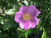 Rose Hydrosol 4oz.