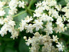 Herbal Extract