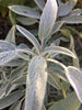 Sage Hydrosol 4oz.